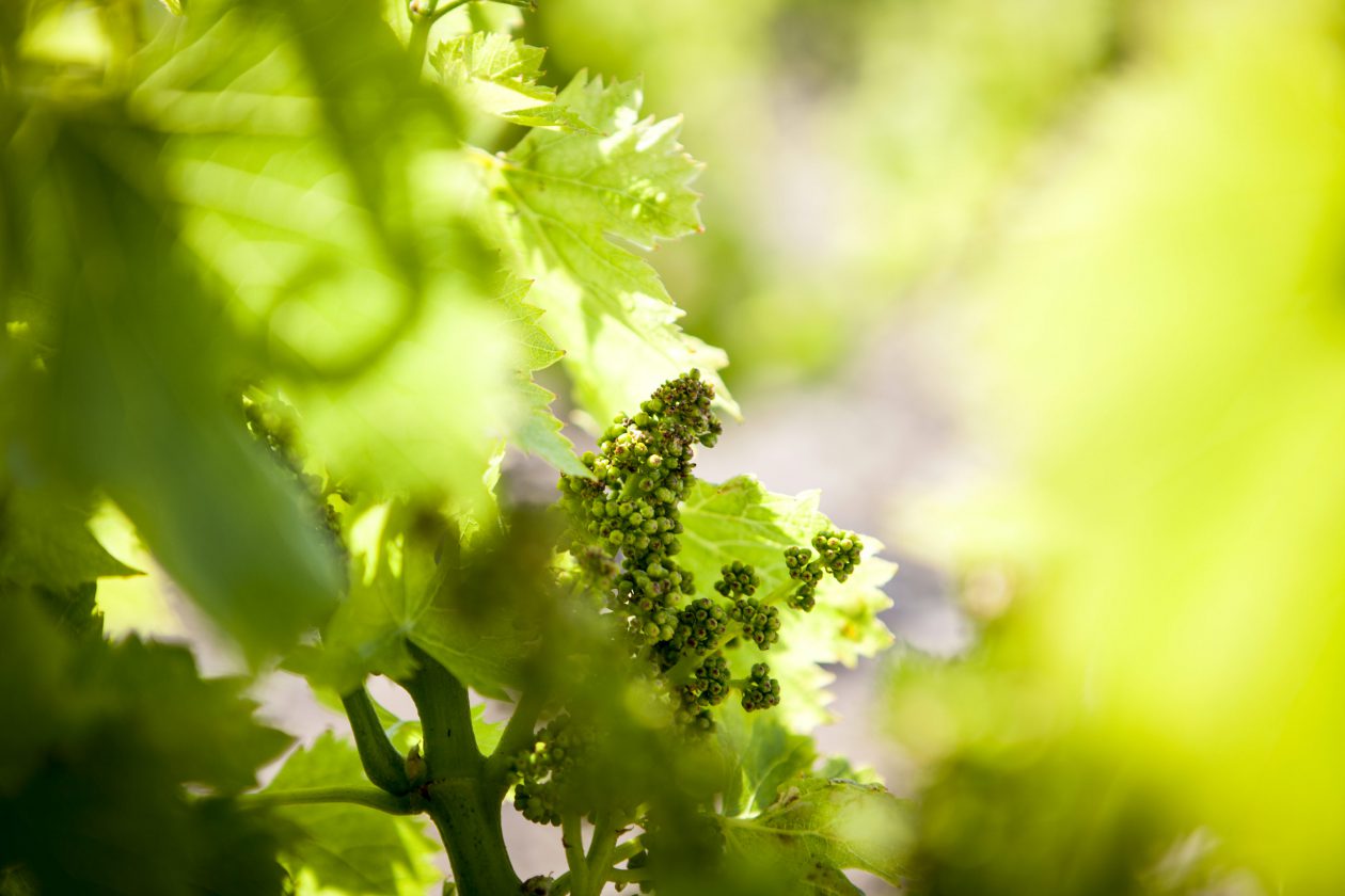 Le raison du Domaine Serguier